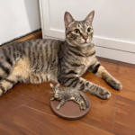 Bespoke Hand-Sculpted Pet Figurine – Archival Polymer Clay Memorial Sculpture (4.7" Classic Display) - Image 6